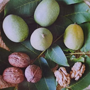 Sazenice Juglans regia Bohumil 80/100 cm špičák