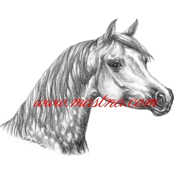 Samolepka arabský plnokrevník, kůň, koně c657 - Malá - přibližně jako pohlednice