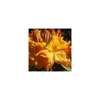 Sazenice Rhododendron Knap Hill Klondyke 30/40 cm