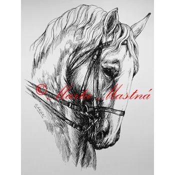 Samolepka kladrubský kůň, koně - archiv c231 - Malá - přibližně jako pohlednice