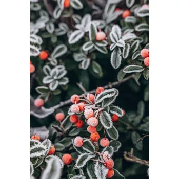 Plakát Plakát, Obraz - A bush with red berries in, Anastasiia Voloshko