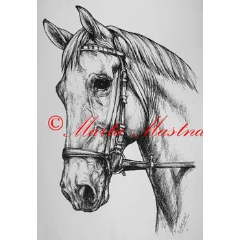Samolepka kůň teplokrevník, koně - archiv c253 - Malá - přibližně jako pohlednice