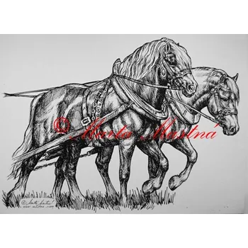 Samolepka koně chladnokrevníci, spřežení, koně c276 - Malá - přibližně jako pohlednice