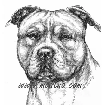 Samolepka americký stafordšírský teriér c661 - Malá - přibližně jako pohlednice