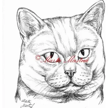 Samolepka kočka britská - archiv c558 - Malá - přibližně jako pohlednice