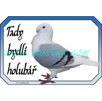 Holub antverpský racek, cedulka - Bez samolepicí vrstvy