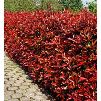 Sazenice Blýskavka Fraserova Little Red Robin 40-50 cm 2,5 l