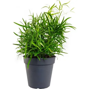 Sazenice Chřest srpovitý, Asparagus falcatus, průměr květináče 12 cm