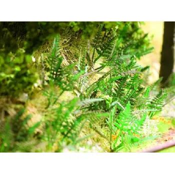 Modelová železnice kapradí Noch 14100