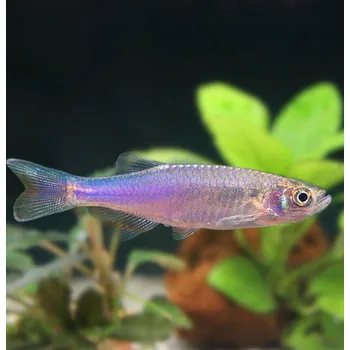 Sazenice Dánio růžové - Danio rosea