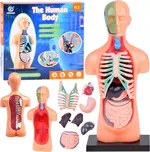 Anatomický model lidského těla s orgány…