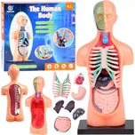 Tengxin Anatomický model lidského těla…