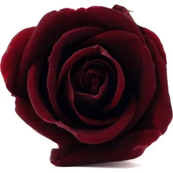 umělá květina Stabilizovaná růže Kiara S vínová/bordó (hlava)