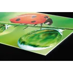 DIMEX | Plexisklo za kuchyňskou linku PGT-18060-015 | 180 x 60 cm | Beruška + Plexisklo za kuchyňskou linku DIMEX v rozměru 180 x 60 cm, motiv Beruška