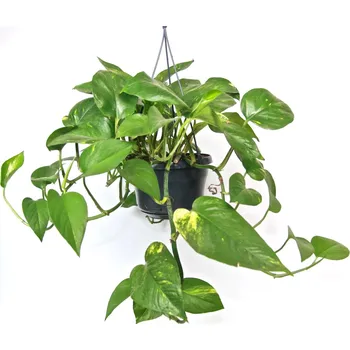 Gardners Epipremnum Aureum - závěs, průměr 14-15 cm Šplhavník