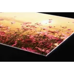 DIMEX | Plexisklo za kuchyňskou linku PGT-18060-130 | 180 x 60 cm | Květinové pole + Plexisklo za kuchyňskou linku DIMEX v rozměru 180 x 60 cm, motiv Květinové pole