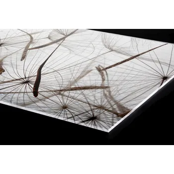 Obklad DIMEX | Plexisklo za kuchyňskou linku PGT-06060-050 | 60 x 60 cm | Chmýří pampelišek + Plexisklo za kuchyňskou linku DIMEX v rozměru 60 x 60 cm, motiv Chmýří pampelišek