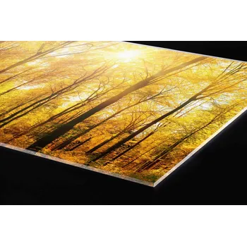 Obklad DIMEX | Plexisklo za kuchyňskou linku PGT-18060-084 | 180 x 60 cm | Slunečný les + Plexisklo za kuchyňskou linku DIMEX v rozměru 180 x 60 cm, motiv Slunečný les