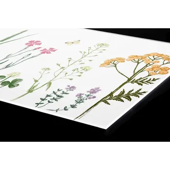 Obklad DIMEX | Plexisklo za kuchyňskou linku PGT-10060-219 | 100 x 60 cm | Kresba z herbáře + Plexisklo za kuchyňskou linku DIMEX v rozměru 100 x 60 cm, motiv Kresba z herbáře