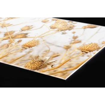 Obklad DIMEX | Plexisklo za kuchyňskou linku PGT-18060-180 | 180 x 60 cm | Suché bodláčí + Plexisklo za kuchyňskou linku DIMEX v rozměru 180 x 60 cm, motiv Suché bodláčí