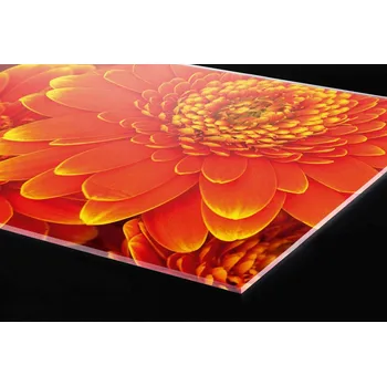 Obklad DIMEX | Plexisklo za kuchyňskou linku PGT-18060-059 | 180 x 60 cm | Gerbera + Plexisklo za kuchyňskou linku DIMEX v rozměru 180 x 60 cm, motiv Gerbera