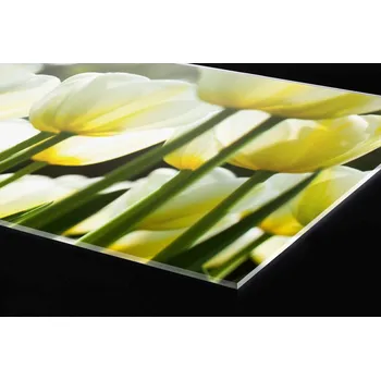 Obklad DIMEX | Plexisklo za kuchyňskou linku PGT-24060-009 | 240 x 60 cm | Bílé tulipány + Plexisklo za kuchyňskou linku DIMEX v rozměru 240 x 60 cm, motiv Bílé tulipány