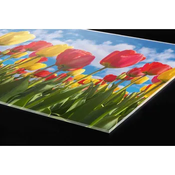 Obklad DIMEX | Plexisklo za kuchyňskou linku PGT-08040-131 | 80 x 40 cm | Pole tulipánů + Plexisklo za kuchyňskou linku DIMEX v rozměru 80 x 40 cm, motiv Pole tulipánů