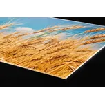 DIMEX | Plexisklo za kuchyňskou linku PGT-24060-011 | 240 x 60 cm | Pole pšenice + Plexisklo za kuchyňskou linku DIMEX v rozměru 240 x 60 cm, motiv Pole pšenice