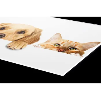 Obklad DIMEX | Plexisklo za kuchyňskou linku PGT-24060-175 | 240 x 60 cm | Kočky a psi + Plexisklo za kuchyňskou linku DIMEX v rozměru 240 x 60 cm, motiv Kočky a psi