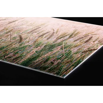 Obklad DIMEX | Plexisklo za kuchyňskou linku PGT-18060-136 | 180 x 60 cm | Pšeničné pole + Plexisklo za kuchyňskou linku DIMEX v rozměru 180 x 60 cm, motiv Pšeničné pole