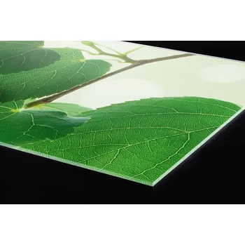 Obklad DIMEX | Plexisklo za kuchyňskou linku PGT-06040-010 | 60 cm x 40 cm | Zelené listy + Plexisklo za kuchyňskou linku DIMEX v rozměru 60 cm x 40 cm, motiv Zelené listy