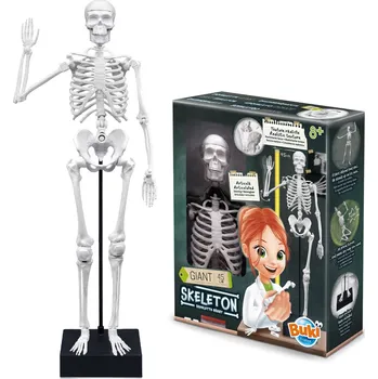 Model kostry člověka 45 cm (Model kostry člověka 45 cm)