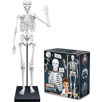 Kostra člověka model 85 cm (Model kostry člověka 85 cm)
