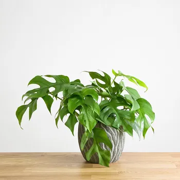 Sazenice DMP Rhaphidophora tetrasperma 12 cm