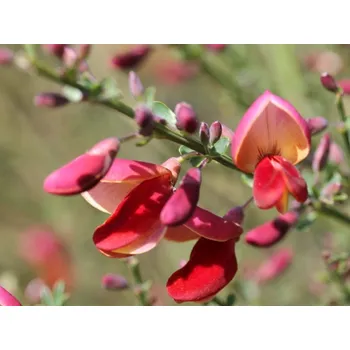 Sazenice Čilimník 'Red Lion' Balení: kontejner p9