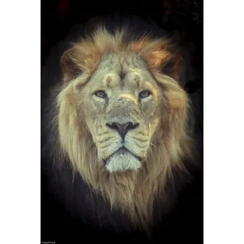 Obraz Plakát Lví hlava bez rámu 20 x 30 cm