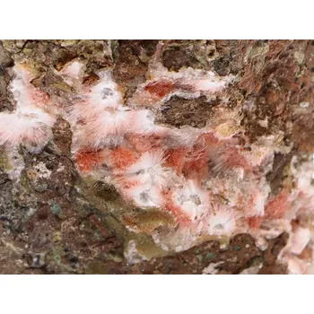 Drahý kámen Thomsonit minerál 110x35x80 mm 270g #C492 Indie