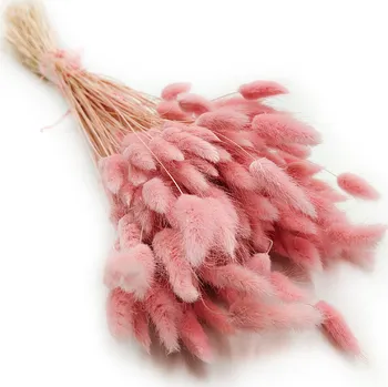 mech-mech.cz Sušený Králičí ocas - (Lagurus) - Růžový