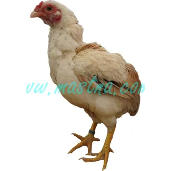 Bojovnice ko-šamo, samolepka slepice, drůbež