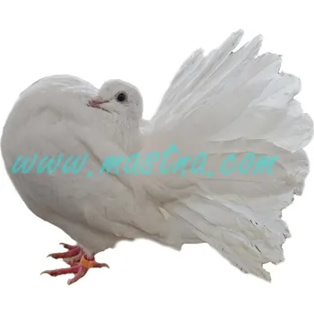 Pávík bílý, samolepka holub