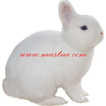 Samolepka králík hermelín modrooký