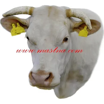 Samolepka skot masný, kráva charolais rohatá