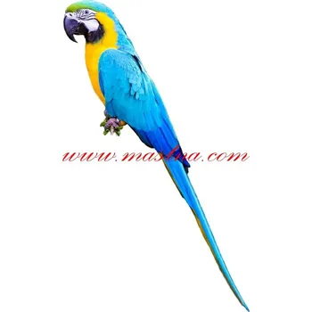 Samolepka ara ararauna, papoušek celý