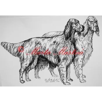 Samolepka anglický setr c145 - Malá - přibližně jako pohlednice