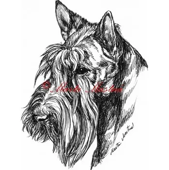 Samolepka skotský teriér - archiv c537 - Malá - přibližně jako pohlednice