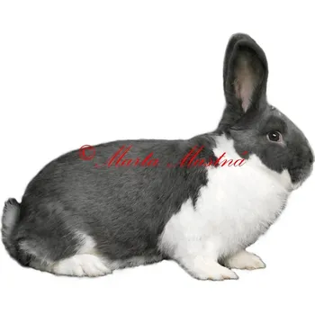 Samolepka králík meklenburský strakáč modrý