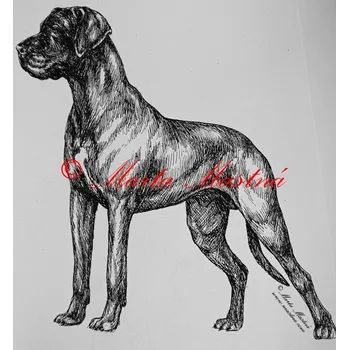 Samolepka německá doga - archiv c36 - Malá - přibližně jako pohlednice