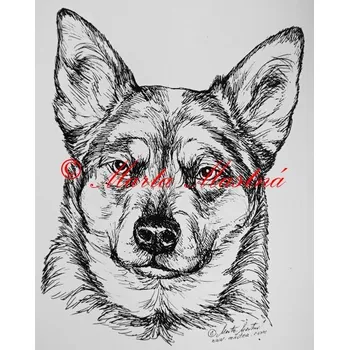 Samolepka australský honácký pes - archiv c14 - Malá - přibližně jako pohlednice