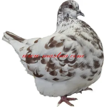 Samolepka holub mondén červená straka