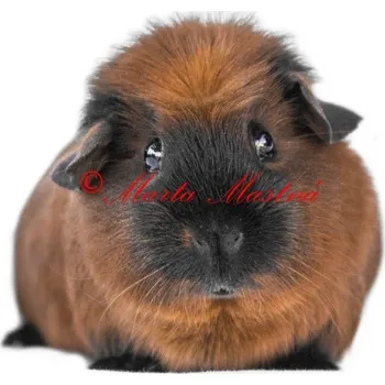 Samolepka morče kalifornská kresba